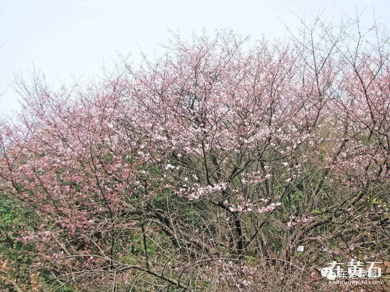 殷祖北山千亩野生古樱花一起来寻觅樱姑娘的影子吧