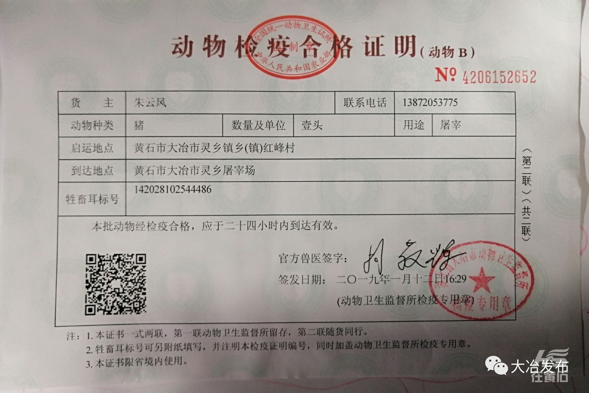 IBRS-2猪肾细胞-上海雅吉生物科技有限公司