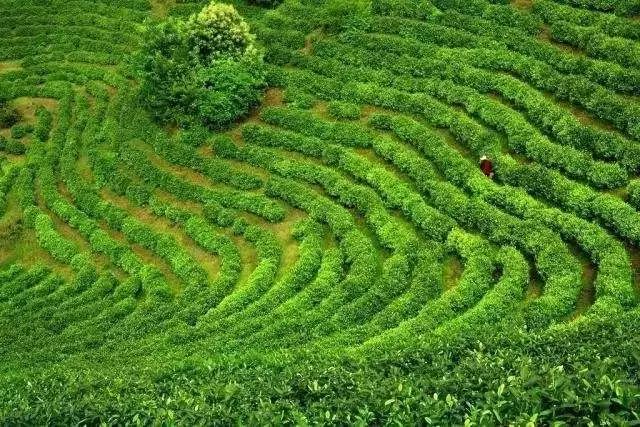 黄石开发区昔日金山煤海变身绿色茶园