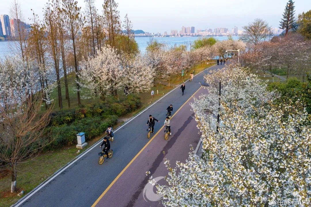 桃花 樱花 油菜花 黄石这些地方你一定要去