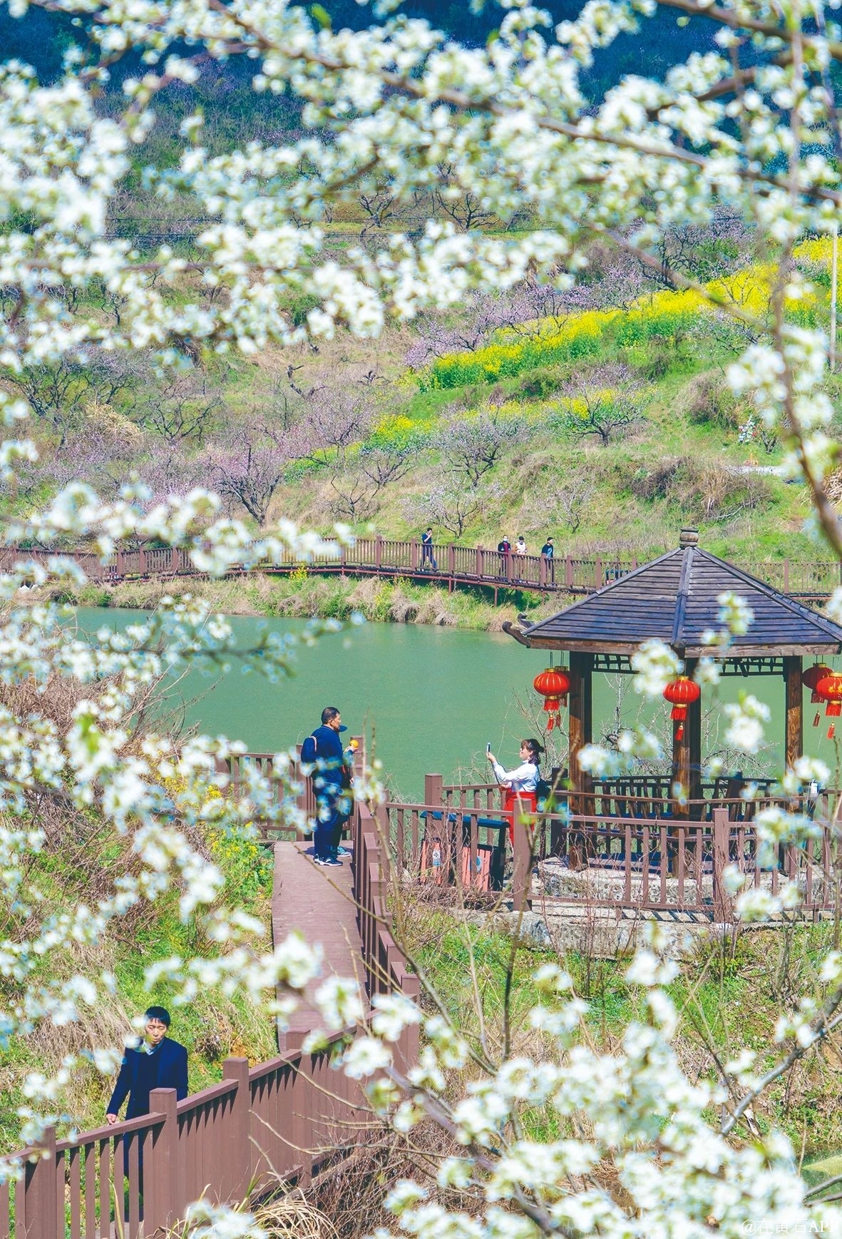 桃花 樱花 油菜花 黄石这些地方你一定要去