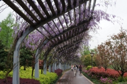 黄石藏了一片浪漫的紫藤花长廊，美的像紫色的瀑布！